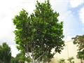Coccoloba diversifolia